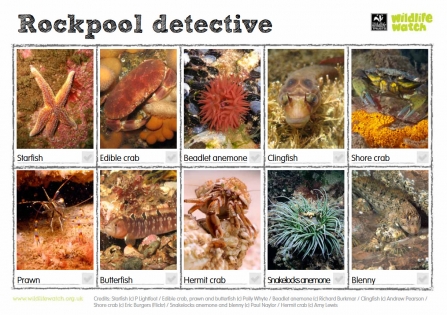 Rockpool detective spotter sheet