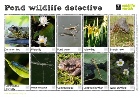 Pond spotter sheet