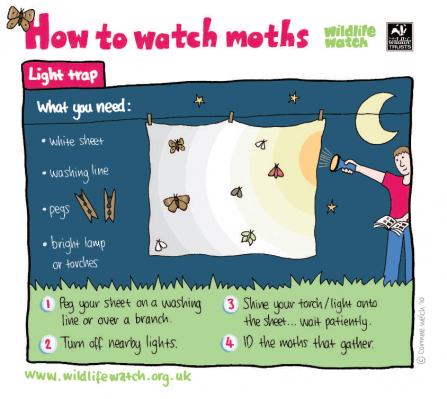 Moth watching activity sheet