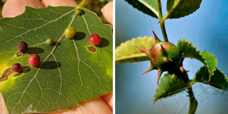 Aspen and sputnik galls