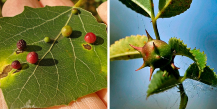 Aspen and sputnik galls 