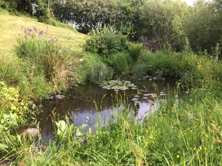 Wildlife pond by Anna Williams