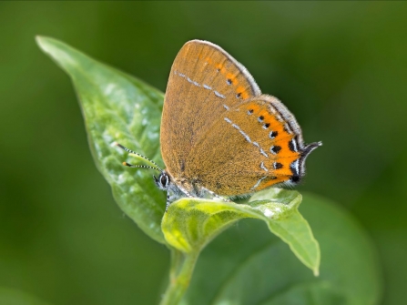 Black hairstreak by Roy Macdonald/Lakes4Life