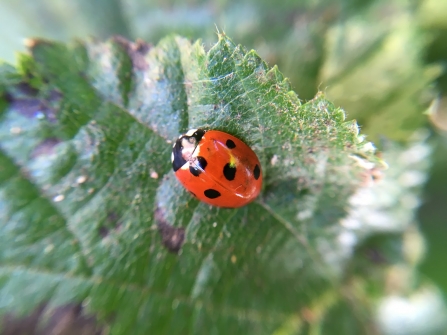 Ladybird