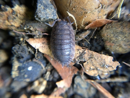 Woodlouse