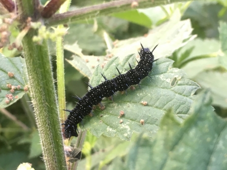 Peacock butterfly caterpillar