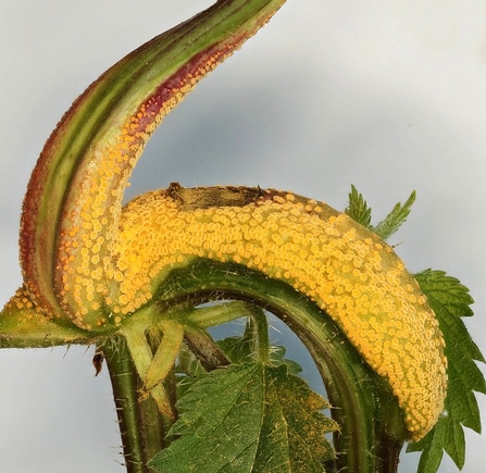 Nettle rust fungus