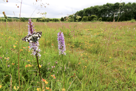 Marbled white and common spotted orchid in wild flower meadow by Tom Marshall