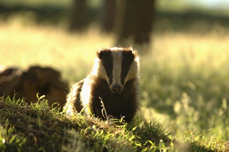 Badger in grassland