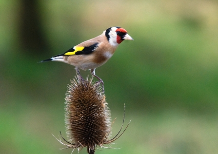 Goldfinch by Bob Coyle