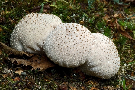 Puffballs by Les Binns