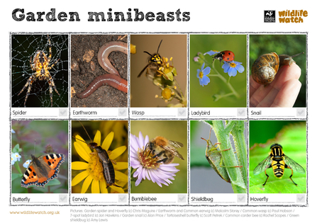 Garden minibeasts spotter sheet