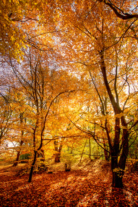 Autumn beech by Don Sutherland