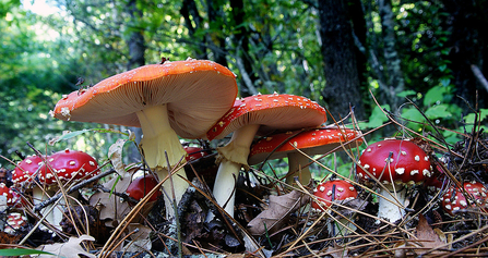 Fly agaric fungus growing in leaf litter