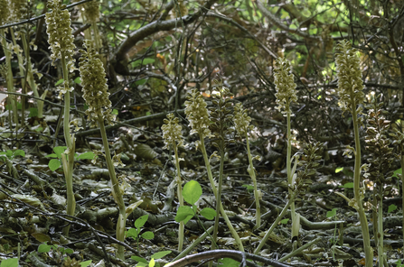 Birds nest orchid by Les Binns