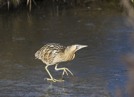 Bittern