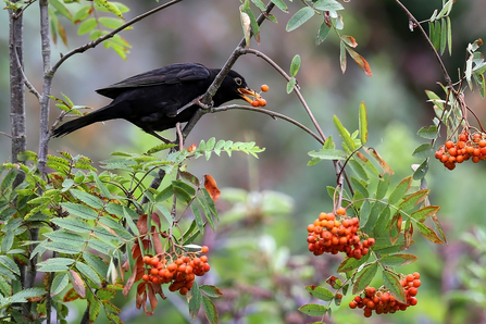 Blackbird on rowan by Margaret Holland