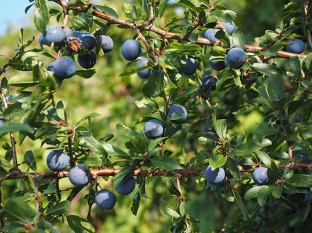 Sloes on blackthorn