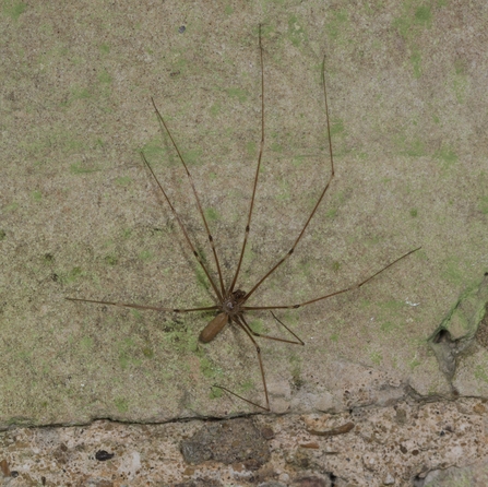 Cellar spider by Brian Eversham