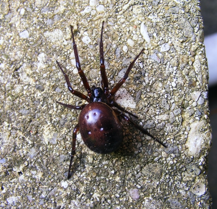 Noble false widow spider by Jane Adams