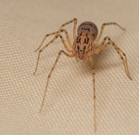 Spitting spider by Brian Eversham