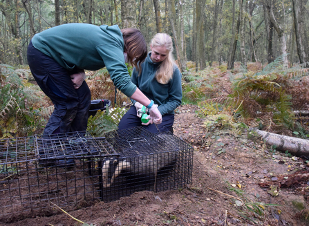 BBOWT staff inoculating a badger as part of the trust's bTB vaccination programme. 