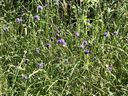 Devil's-bit scabious