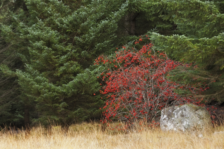 Rowan tree by Guy Edwardes/2020Vision