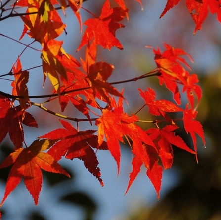 Red maple leaves on a tree