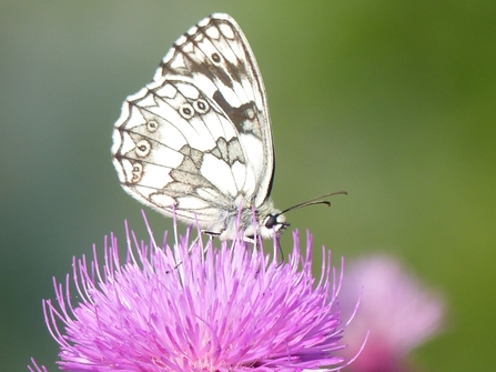 Marbled white