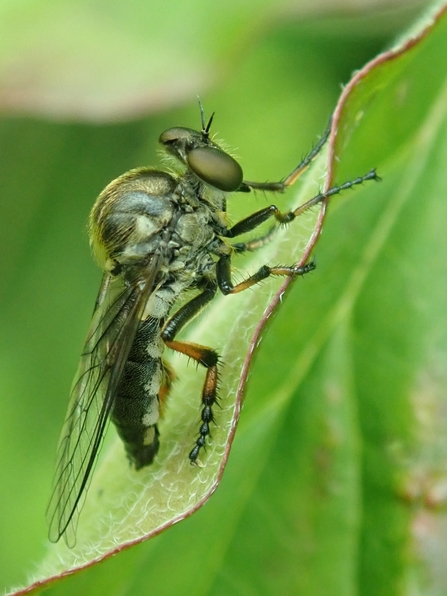 False slender-footed robberfly 