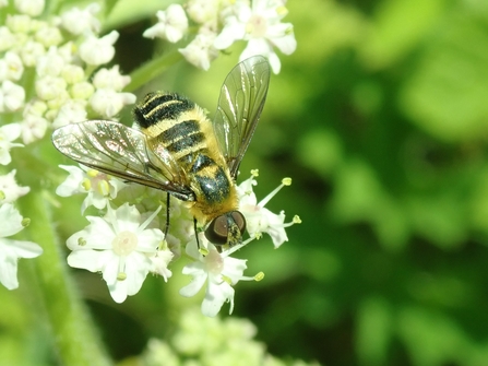 Downland villa beefly