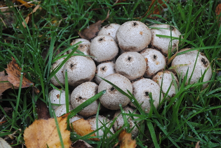 Puffballs by Amy Lewis