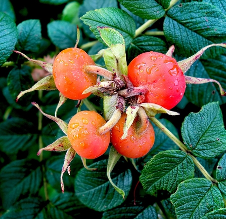 Rosehips by Mabel Amber