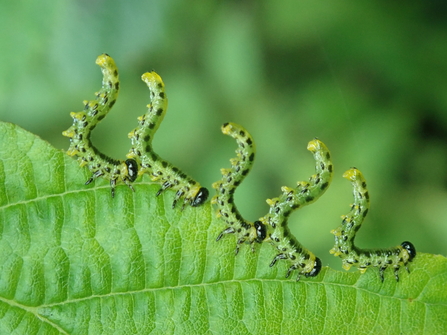 Sawfly larvae