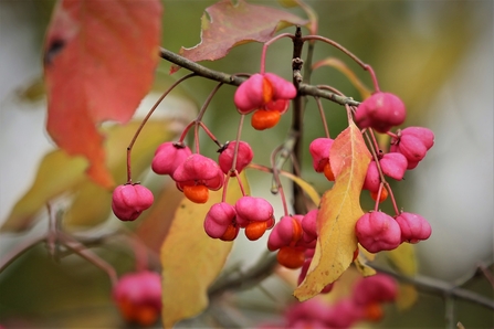 Spindle berries