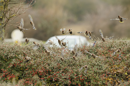 Waxwings on cotoneaster by Terry Whittaker