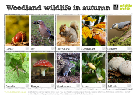 Woodland wildlife in autumn spotter sheet