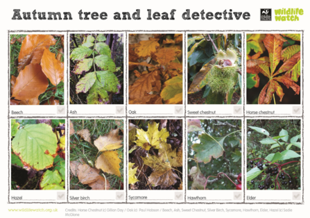 Autumn tree and leaf detective