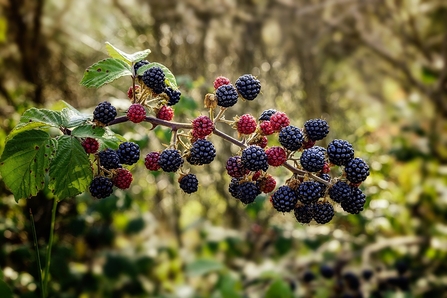 Ripe blackberries