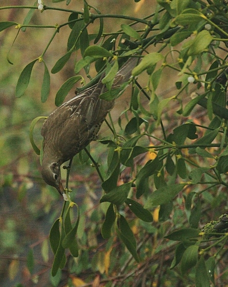 Mistlethrush on mistletoe by Richard Richard CC BY-ND 2.0  