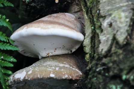 Bracket fungus at C.S. Lewis nature reserve