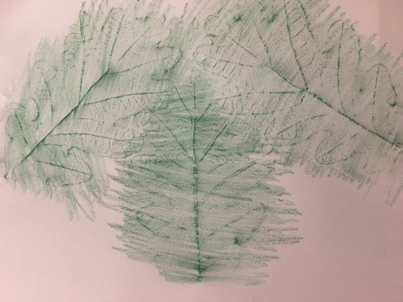 Leaf rubbing