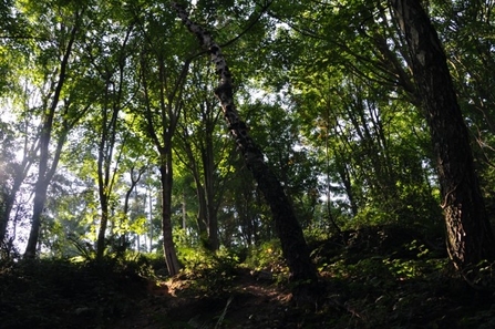 Woods at BBOWT's C.S. Lewis Nature Reserve in Oxford. Picture: Jenny McCallum