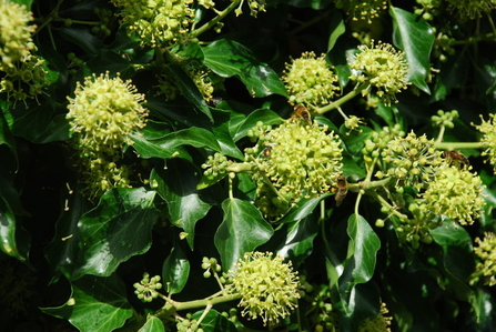 Ivy flowers by Alan Fryer CC BY-SA 2.0