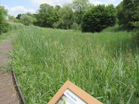 Reeds at Chilswell Valley by Andy Gunn