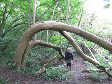 The Frozen Dragon Tree, Chilswell Valley