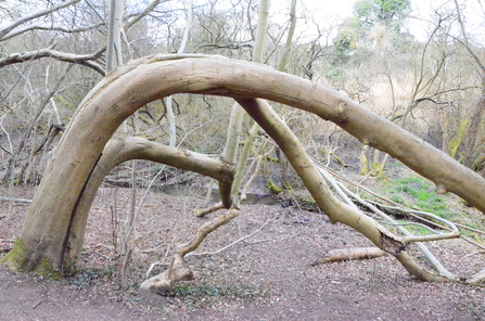 The Frozen Dragon Tree in winter