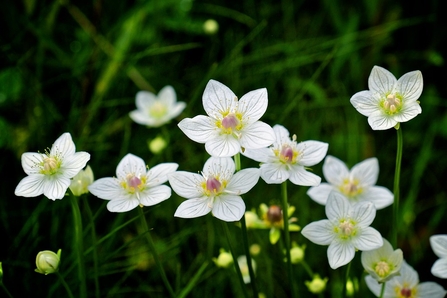 Grass-of-Parnassus