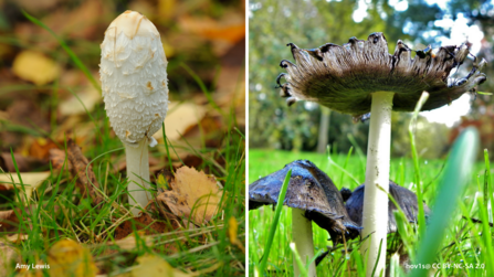 Shaggy inkcaps